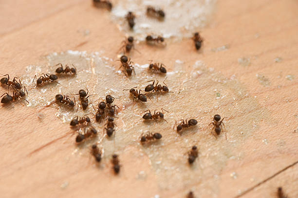 Best Residential Pest Control  in Gilbert, MN
